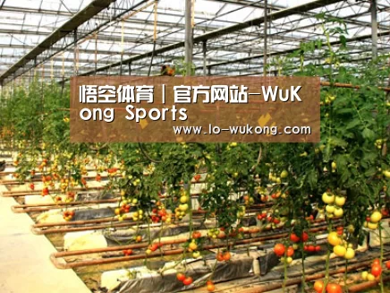 种植基地二(图1)